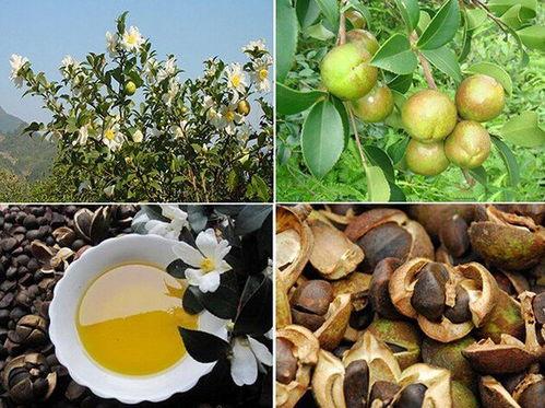 茶油视频,传统油脂的现代演绎