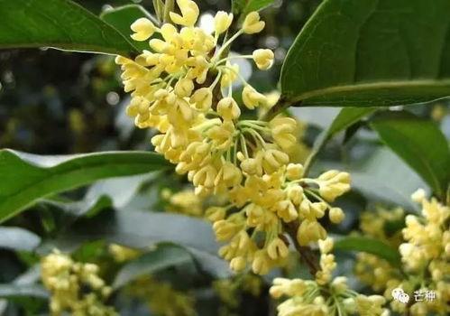 桂花树的修剪技术视频,视频教程详解