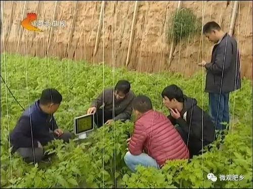 肥乡新闻视频,聚焦本土发展，展现精彩瞬间