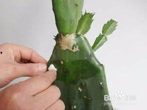 嫁接蟹爪兰多层视频